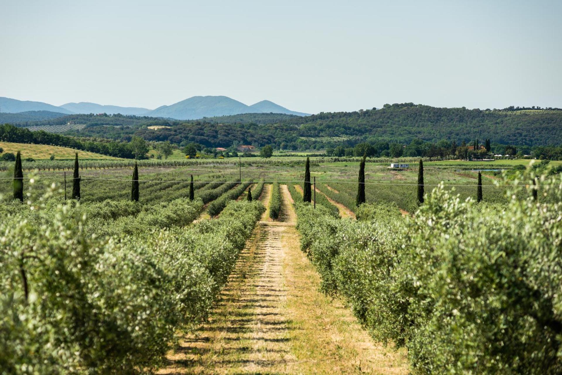 Tenuta Il Cicalino Massa Marittima Dış mekan fotoğraf